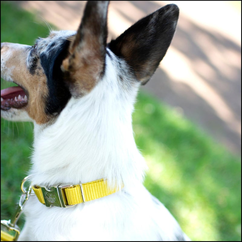 Country Brook Design Country Brook Petz - Premium Nylon Dog Collar with Metal Buckle for Small Medium Large Breeds - 10+ Warm Colors (Extra Large, 1 Inch, Gold) - Image 3